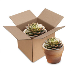 กล่องกระดาษลูกฟูก เบอร์ CD 15x15x15 cm